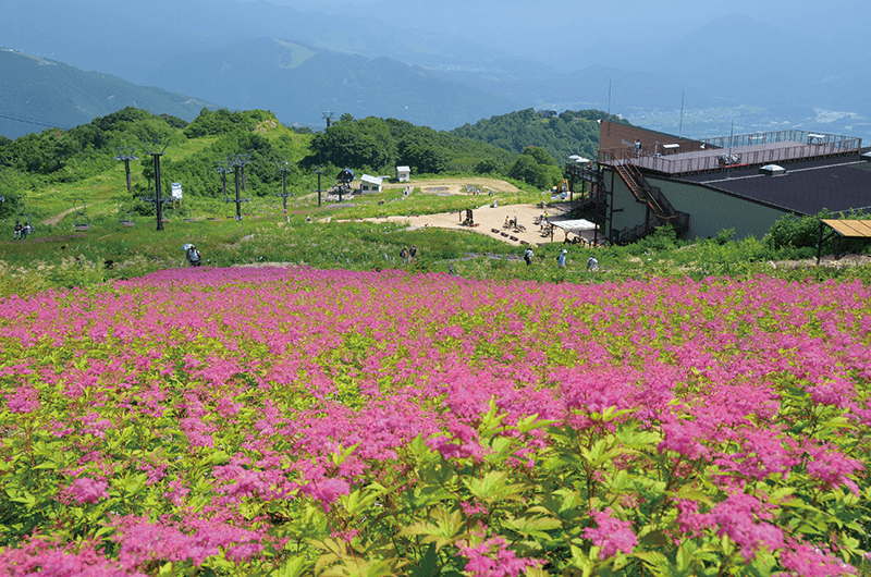 白馬五竜高山植物園 Hakuba Goryu Alpine Botanical Garden