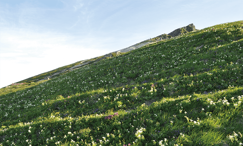 高山植物 Alpine Plants