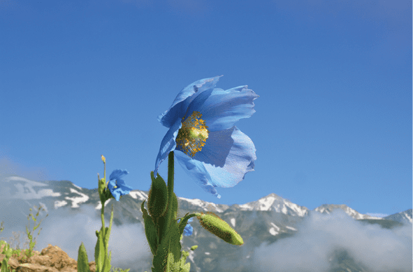 高山植物 Alpine Plants