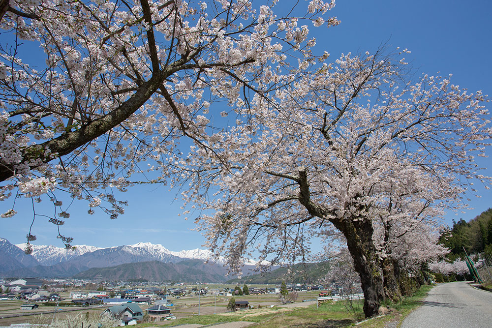 春光爛漫山田町