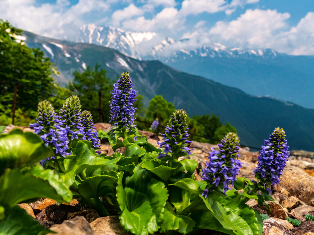 Hakuba Village: Goryu Alpine Botanical Garden