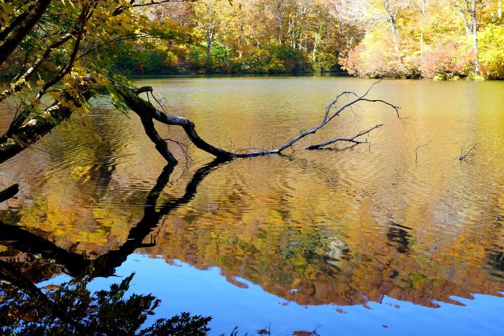 Otari Village: Kama Pond