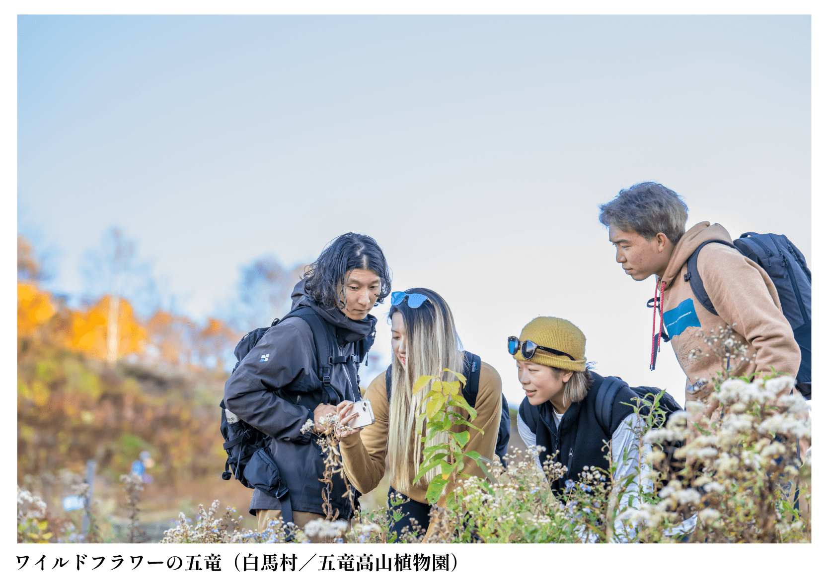 ワイルドフラワーの五竜(白馬村/五竜高山植物園)