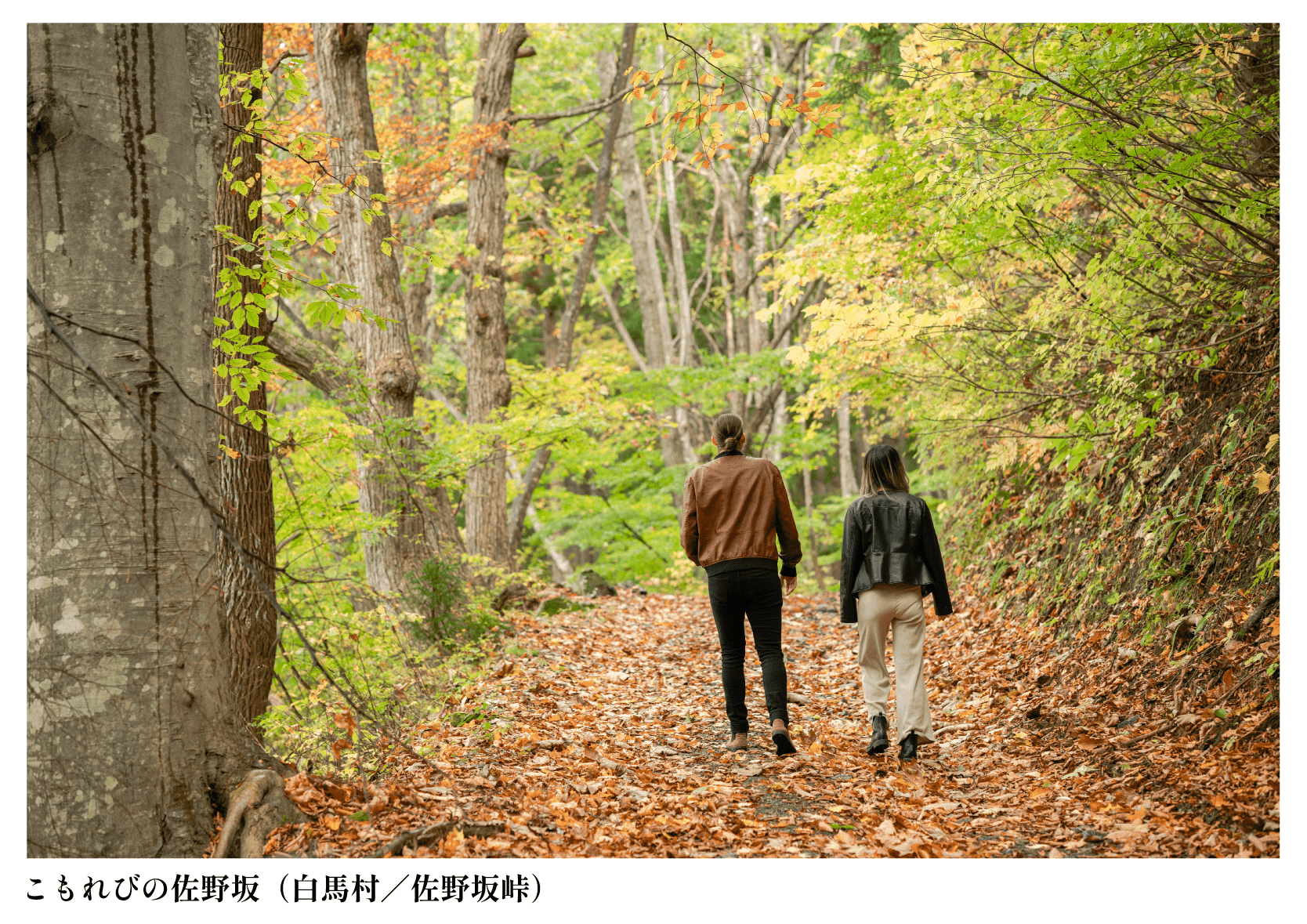 こもれびの佐野坂 (白馬村/佐野坂峠)